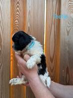 Schattige boomer puppy's, 8 tot 15 weken, Meerdere, Meerdere dieren, Klein