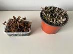 Mother of thousands plantjes, Ophalen, Vetplant, Halfschaduw, Minder dan 100 cm