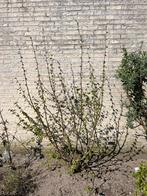 Hazelnoot - Jonge struik voor tuin of border, Ophalen, Overige soorten, Struik, 100 tot 250 cm