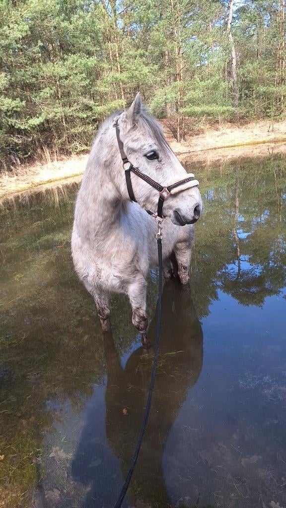 Conemara pony, Dieren en Toebehoren