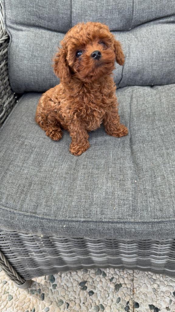 Mini toy poedel, Poedel, Particulier, 15 weken tot 1 jaar, Reu