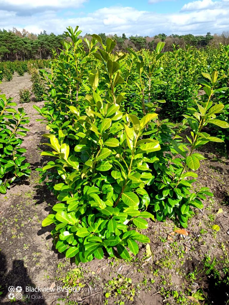 Laaste 200 laurier Prunus novita 100-125 kluit haag planten, Ophalen of Verzenden, Laurier, Struik, 100 tot 250 cm