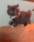 Britse langhaar kittens (nog 1 poesje), Meerdere dieren, Ontwormd