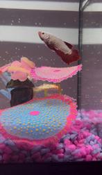 Aquarium met vis, Dieren en Toebehoren, Ophalen, Zo goed als nieuw, Leeg aquarium