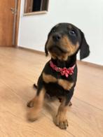 Molly verblijft in Cyprus, 15 weken tot 1 jaar, Handelaar, Buitenland, Teef