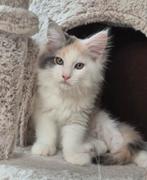 Maine Coon kitten xxl beschikbaar, Meerdere dieren, Ontwormd, 0 tot 2 jaar