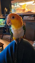 Lieve tamme roestkop caique, Ophalen, Metaal, Vogelkooi