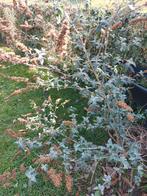 Vlinderstruik, Ophalen, Vlinderstruik, Struik, 100 tot 250 cm