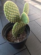 Cactus, Huis en Inrichting, Kamerplanten, Ophalen, Cactus, Volle zon, Minder dan 100 cm