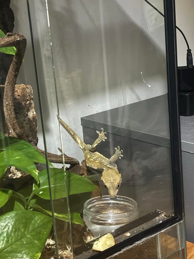 Terrarium met wimpergekko!, Hagedis, Met terrarium, 0 tot 2 jaar