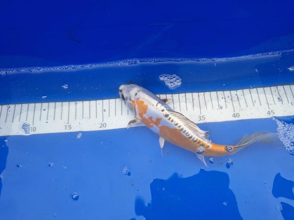 vijver opschoning, laatste koi van € 35,00 PS  26 tot 30 cm, Karper of Koi