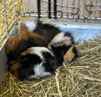 Twee jonge cavia broertjes peruvian, Maart, Mannelijk, Cavia