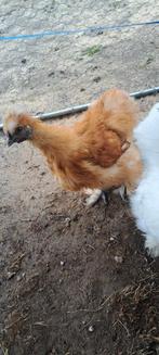 Zijdehoen haantjes., Dieren en Toebehoren, Pluimvee, Mannelijk, Kip