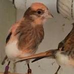 Gezocht Harlekijn kanariepoppen max 7 km vanaf Hoogeveen, Dieren en Toebehoren, Vogels | Kanaries, Mannelijk, Kleurkanarie