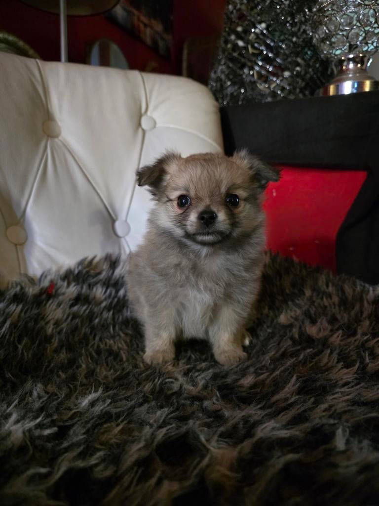 Super lieve Pomchi pups, Dieren en Toebehoren, Honden | Chihuahua's en Gezelschapshonden, Reu, 8 tot 15 weken, Meerdere, Chihuahua