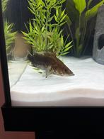 Siniperca Chuatsi (chinese baars), Vis, Zoetwatervis, Schoolvis