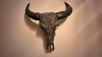 Echte bewerkte skull van een bizon, Ophalen, Gebruikt