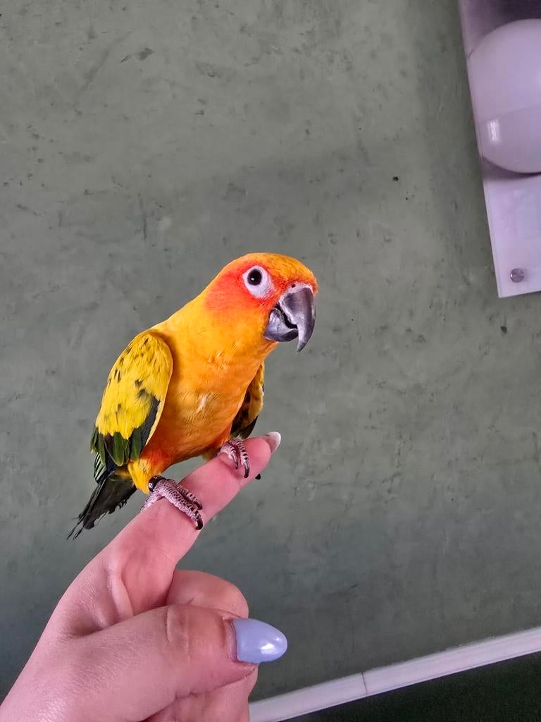 Tamme zonparkiet, Dieren en Toebehoren, Vogels | Parkieten en Papegaaien, Mannelijk, Papegaai
