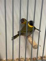 Verschillende soorten tropische vogels, Meerdere dieren