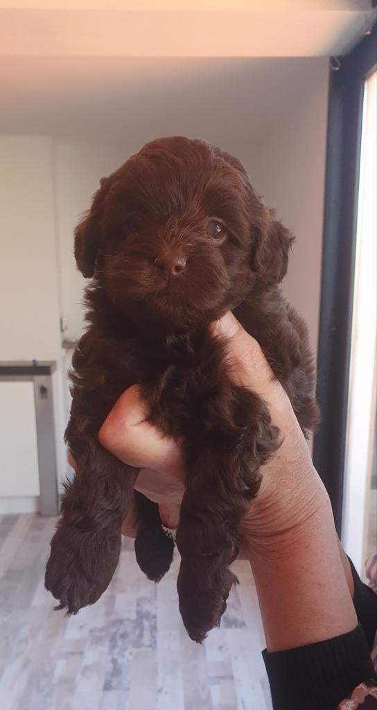 Shihpoo/Toypoedel Pups, Parvo, Overige rassen, 8 tot 15 weken, Meerdere