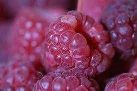 Bessen, zwarte bes, rode bes, witte bes struiken, Tuin en Terras, Planten | Fruitbomen, Minder dan 100 cm, Lente, Overige soorten