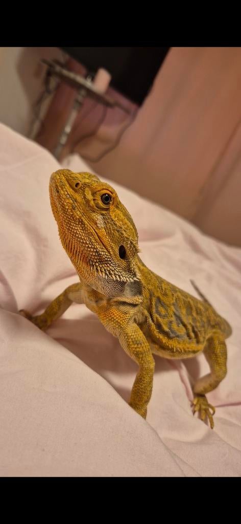 Baardagaam plus terrarium te koop Bearded Dragon - male for sale from Lodie