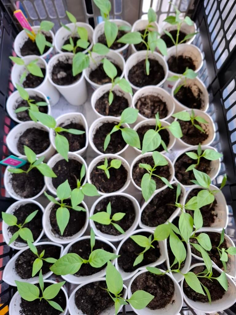 Moestuinplantjes peper - Jalapeño, Ophalen of Verzenden, Eenjarig, Groenteplanten, Volle zon