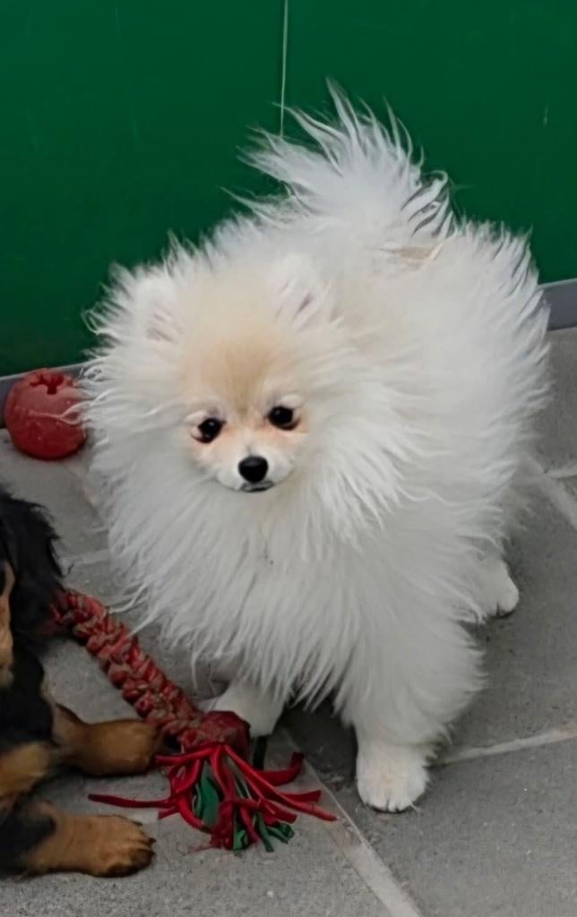 Pomeriaan pup, Parvo, België, Keeshond, Reu