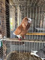 Oud Hollandse Kapucijner Duiven, Meerdere dieren, Overige soorten