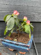 Kleine Azalea in Bonsai Pot, Tuin en Terras, Planten | Bomen, In pot, Halfschaduw, Lente, Minder dan 100 cm