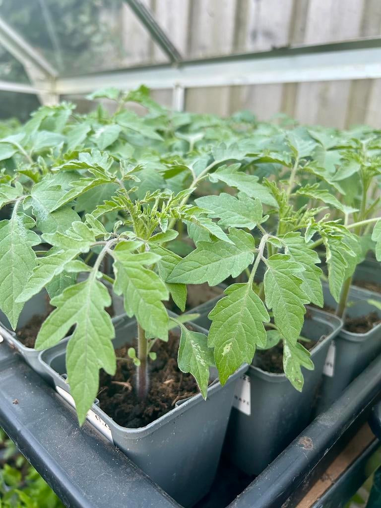 Zelfgekweekte plantjes: tomaten, pepers, paprika, komkommer, Tuin en Terras, Ophalen, Eenjarig, Groenteplanten, Volle zon