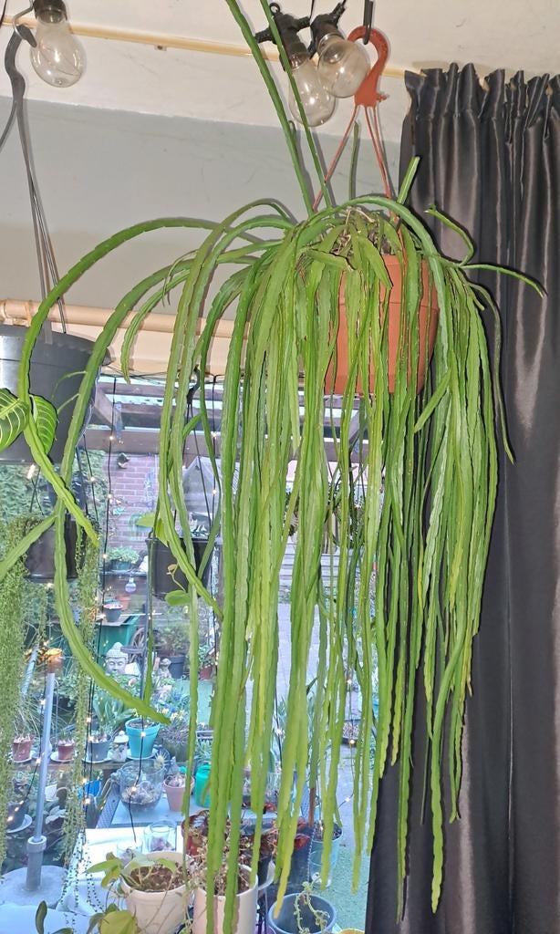 Grote Rhipsalis in hangpot - Unieke kamerplant, Ophalen, Overige soorten, Halfschaduw, In pot