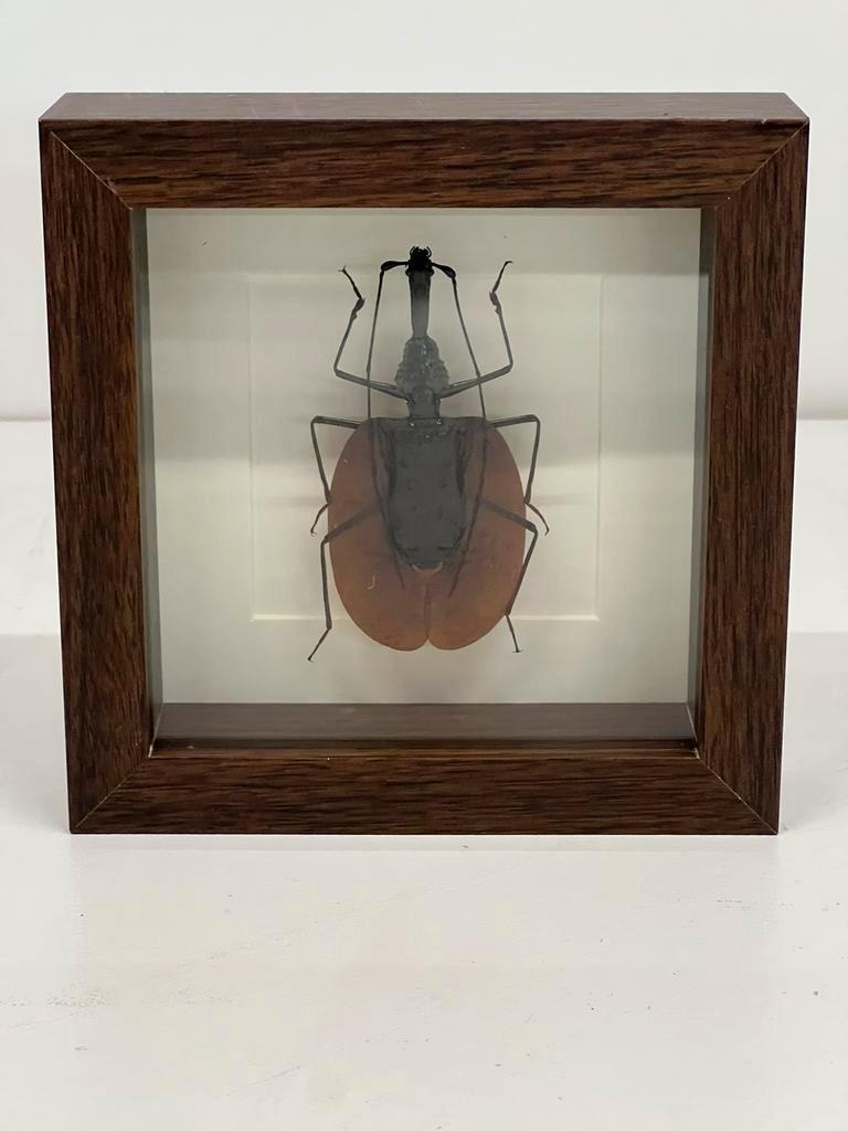 Vioolkever in lijst 16 x 16 x 4,5 cm
