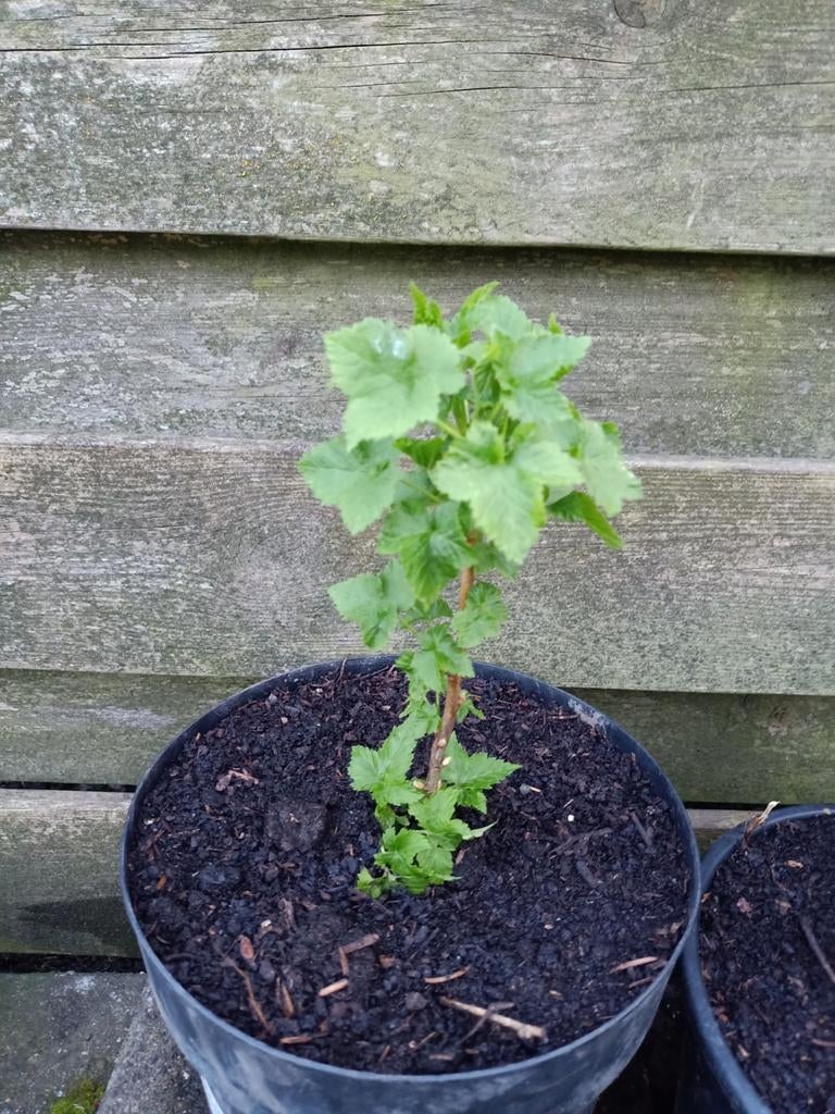 Zwarte bes plant, Ophalen, Minder dan 100 cm, Overige soorten, Zomer