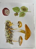 Originele Aquarel: Paddenstoelen, Kastanje & Hazelaar, Ophalen
