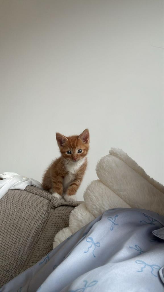 Kitten (mannetje) 9 weken oud, Kater