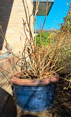 Vintage geglazuurde blauwe terracotta buiten bloempot., Ophalen, Overige materialen, Gebruikt, Minder dan 60 cm