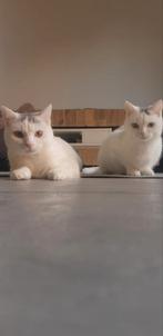 Kater & poes Van & Britse kruising, Dieren en Toebehoren, Katten en Kittens | Raskatten | Korthaar, Meerdere dieren, Gechipt, 0 tot 2 jaar