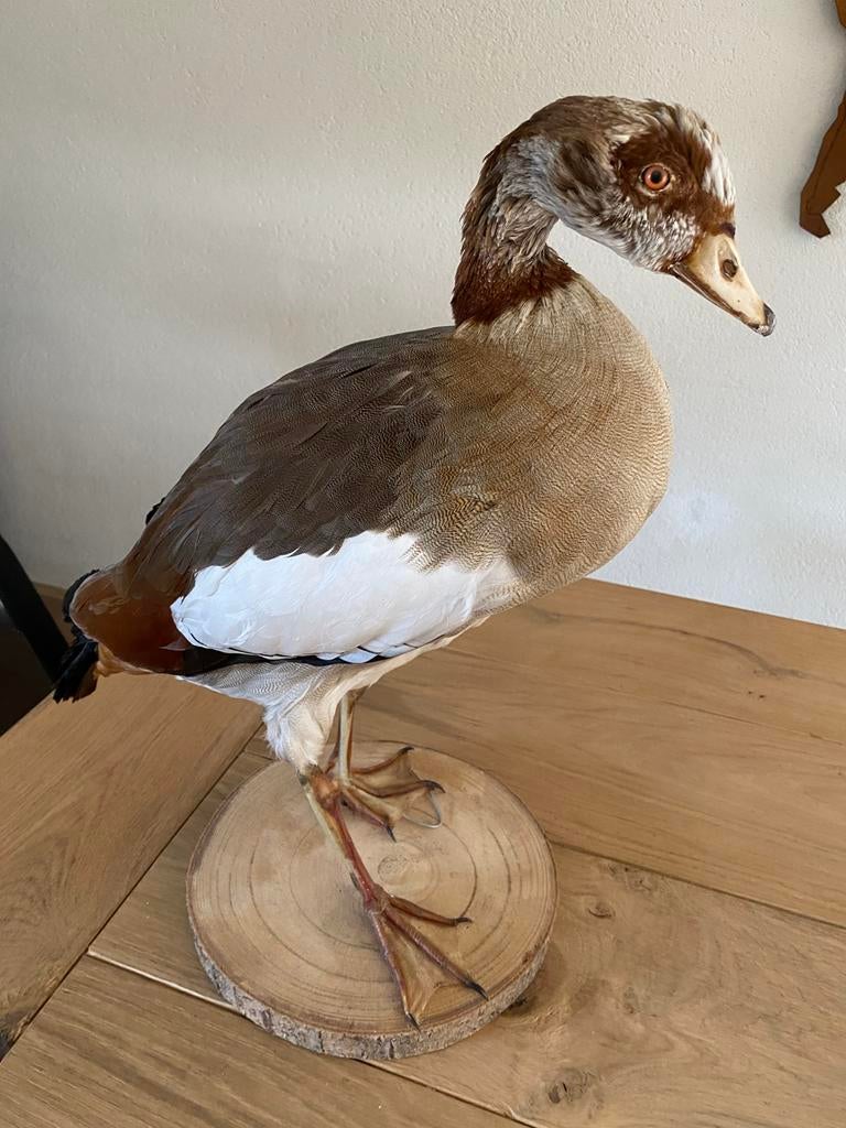 Opgezette nijlgans, Verzamelen, Ophalen of Verzenden, Zo goed als nieuw, Vogel, Opgezet dier