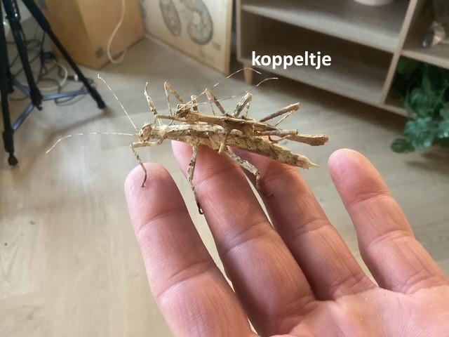 Eitjes wandelende tak (Sungaya aeta), Dieren en Toebehoren, Wandelende tak