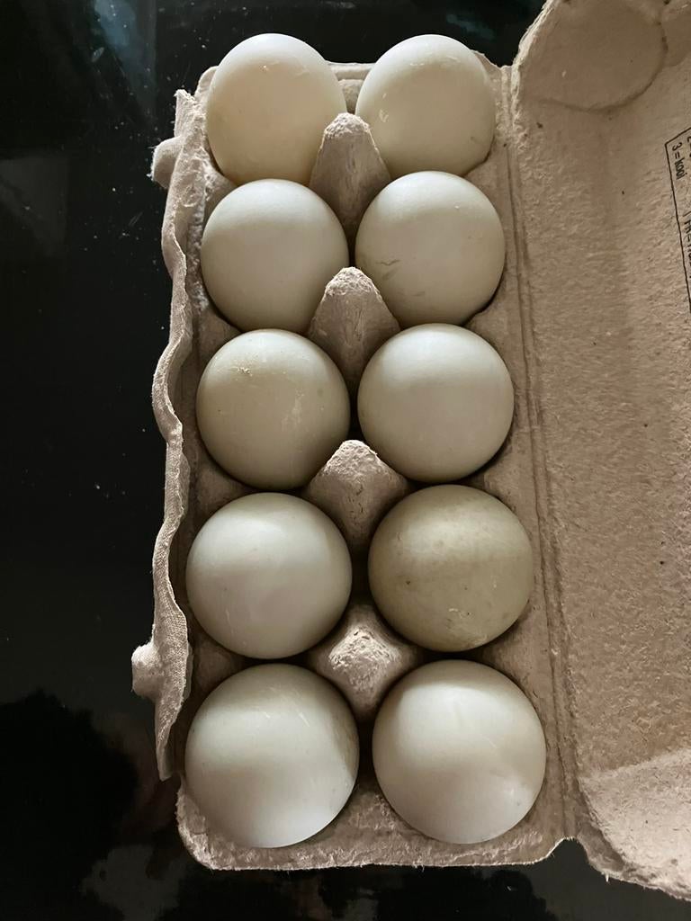 Broedeieren Indische loopeend, Dieren en Toebehoren, Pluimvee, Geslacht onbekend, Eend