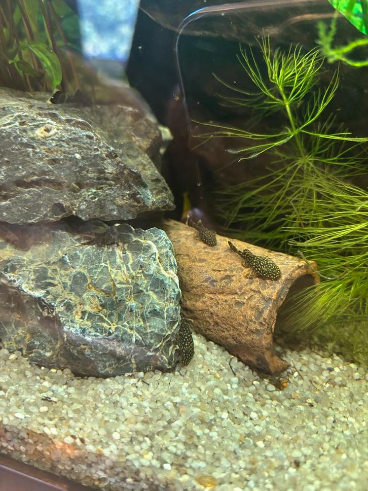 Ancistrus jongen, Dieren en Toebehoren, Vissen | Aquariumvissen, Vis