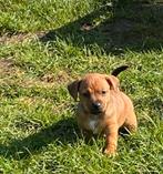 Te reserveren  jack russel pup s, Dieren en Toebehoren, Parvo, Jack Russell Terriër, Reu, 8 tot 15 weken