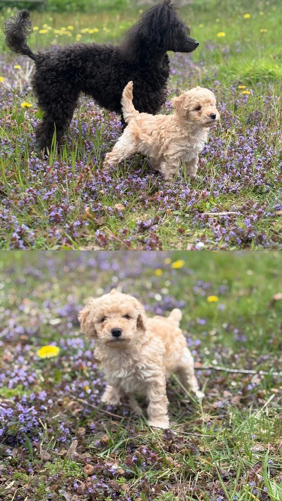 Dwergpoedel pups, Poedel, Parvo, 8 tot 15 weken, Meerdere