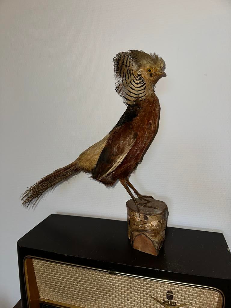 Opgezette goudfazant taxidermie, Ophalen of Verzenden, Vogel, Opgezet dier
