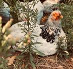 Wyandotte kriel kuikens (colombia), Dieren en Toebehoren, Pluimvee, Geslacht onbekend, Kip