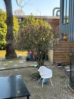 Hazelaar boom, Tuin en Terras, Planten | Bomen, Overige soorten, Lente, 250 tot 400 cm, Ophalen