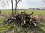 Hout te koop (2024), Tuin en Terras, Haardhout, 3 tot 6 m³, Ophalen, Overige houtsoorten, Stammen
