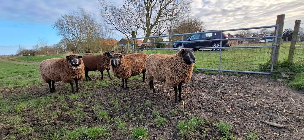 3 Drachtige schapen, Vrouwelijk, Schaap
