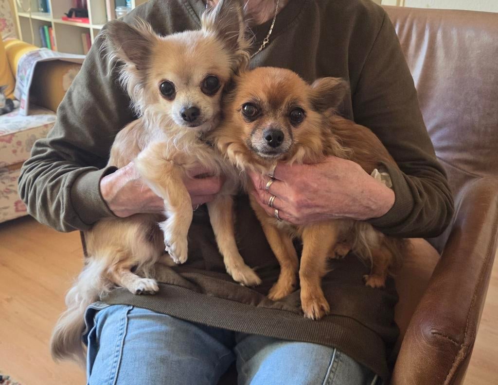 Baasje gezocht!, Dieren en Toebehoren, 6 jaar of ouder, Teef, Meerdere, Chihuahua